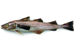alaska pollock (2).png